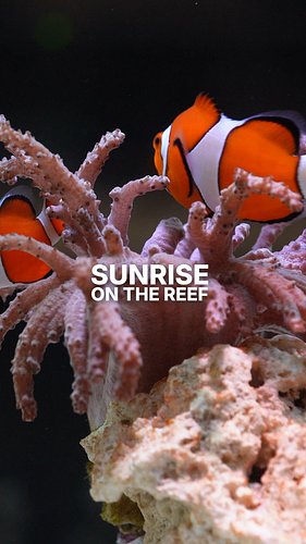 For a few minutes every morning, the sun hits this tank just right, waking everyone up for their first meal of the day! 

#re...