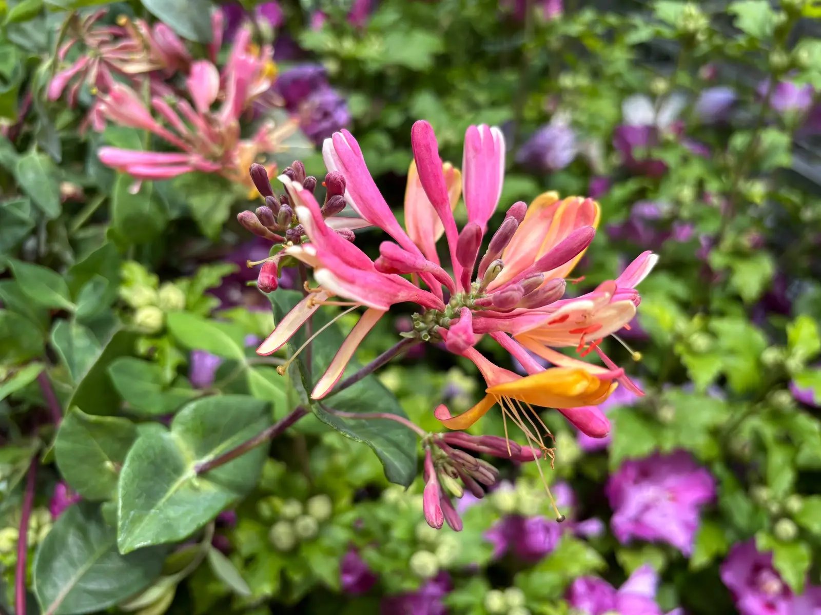 #honeysuckle #pink #flowers