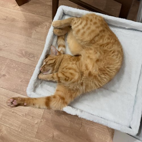 Is my cat broken? #orangecat #nobraincells