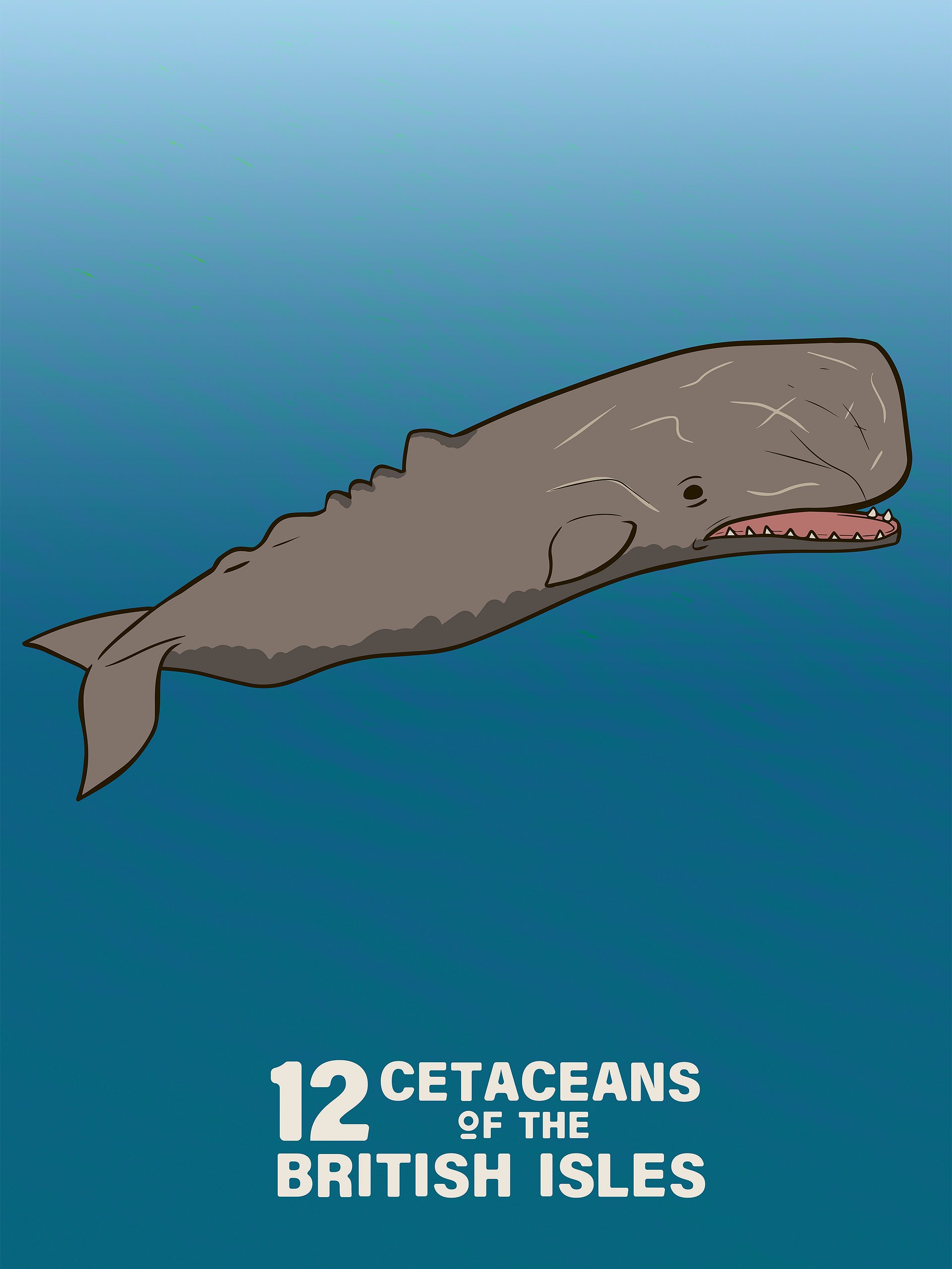12 Cetaceans of the British Isles product image (2)