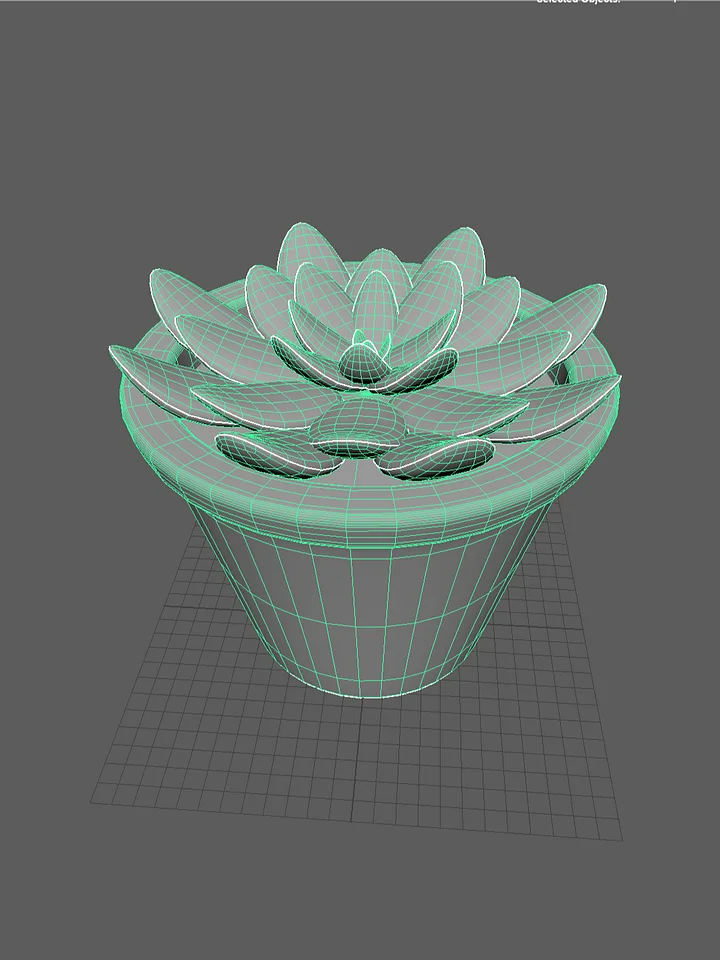 succulents product image (2)