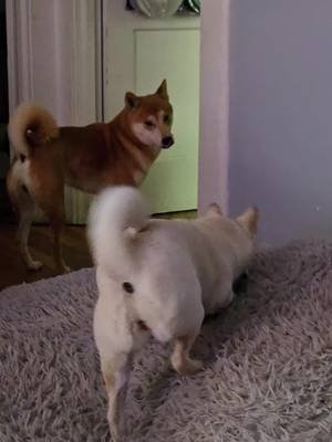 All sass, no foxgibbons  #shibainu #notapolarbear #rumi #deku 