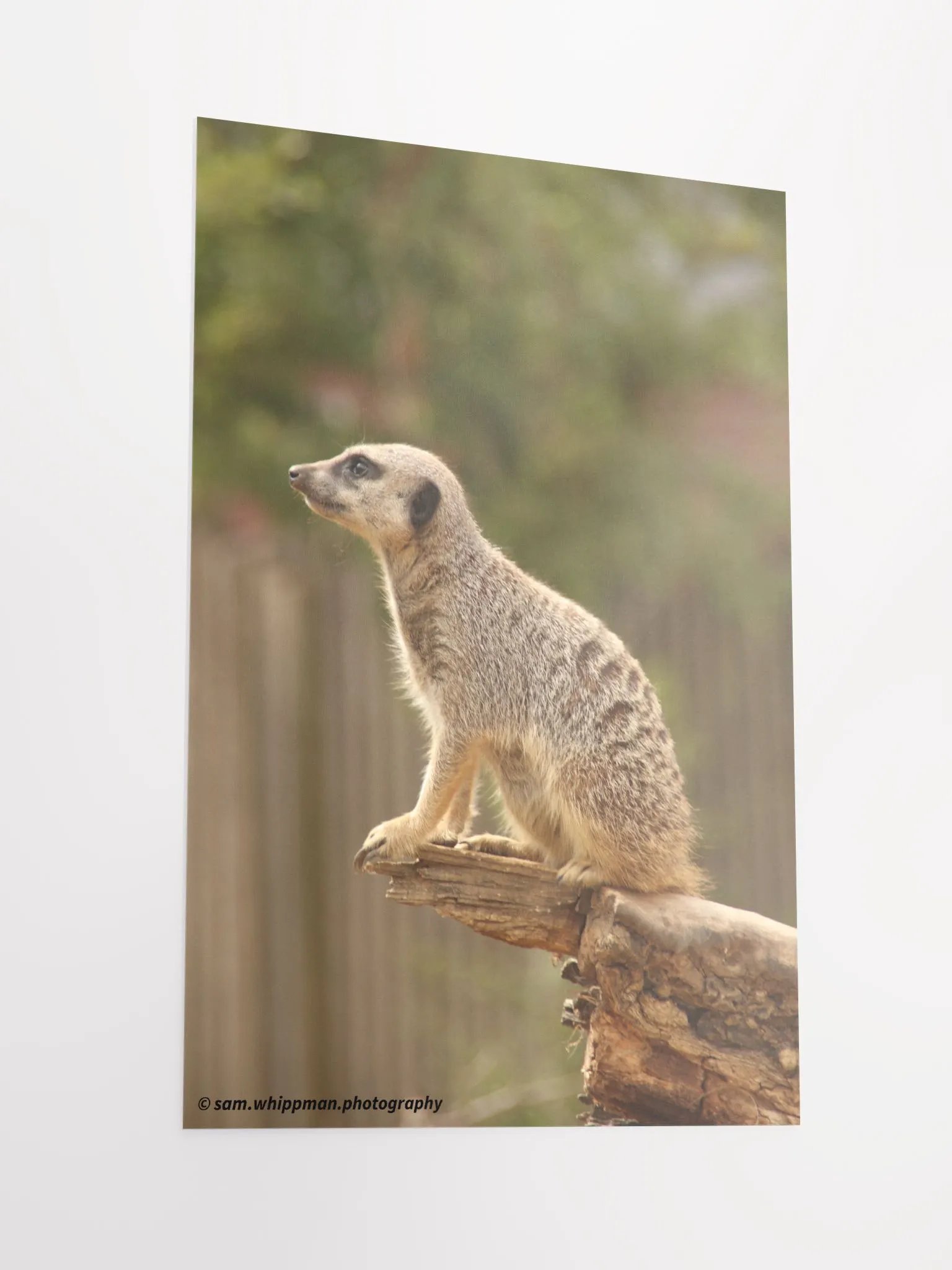 Meerkat Prints product image (2)