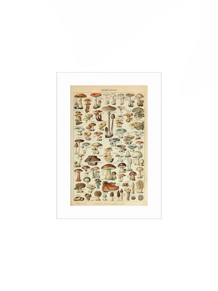 Vintage Mushrooms Poster product image (1)