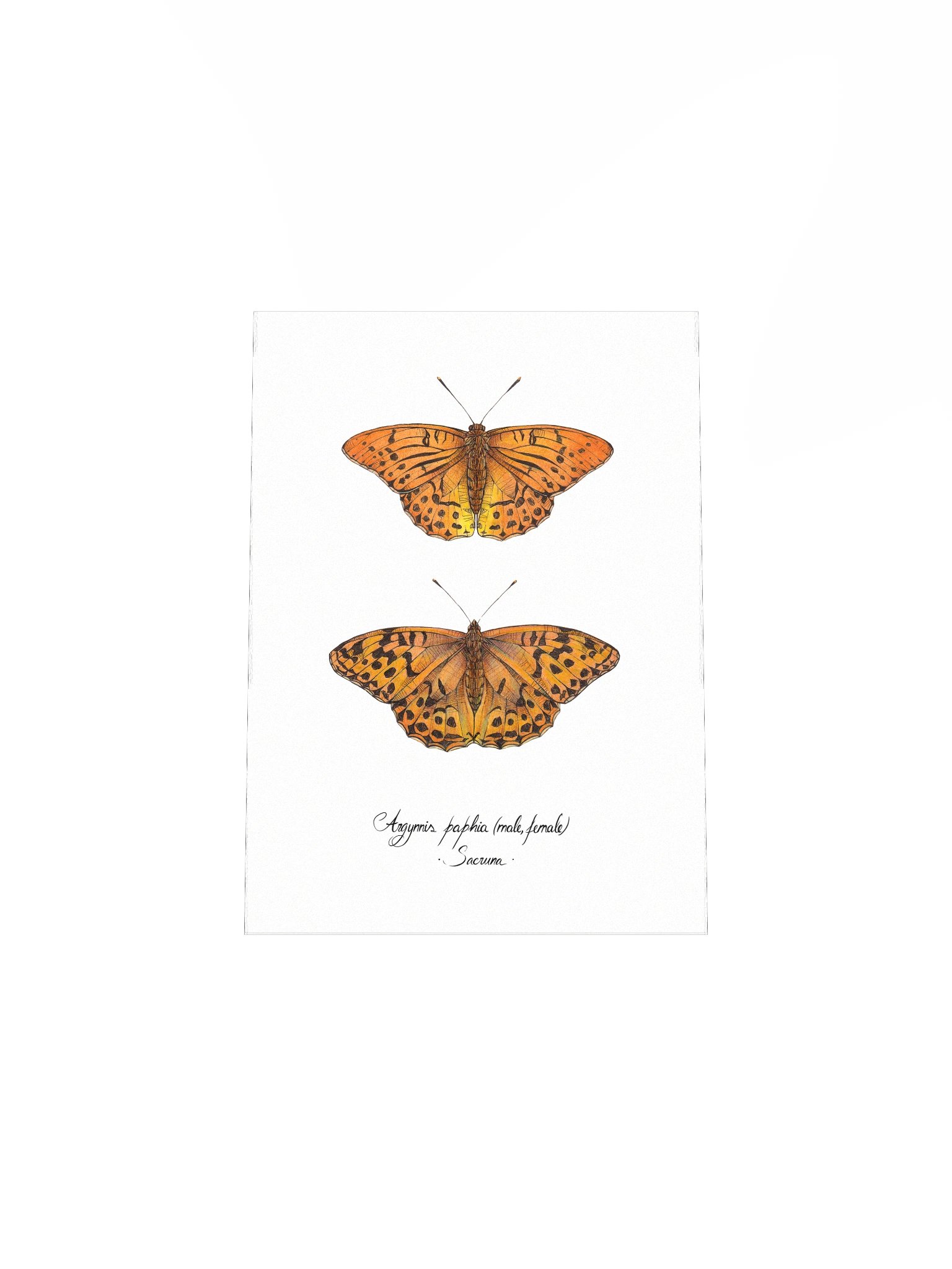 Argynnis Paphia • Print product image (7)