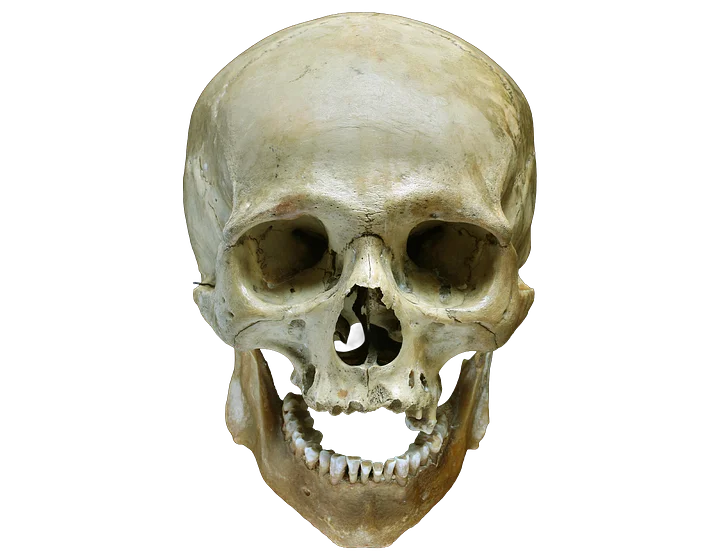 Real Human Skull product image (1)