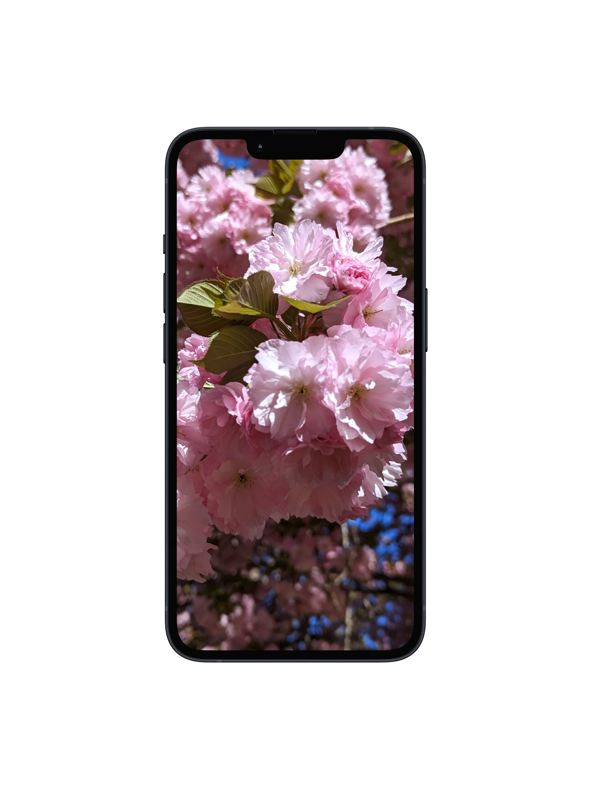 Cherry Blossom Digital Wallpaper Set product image (1)