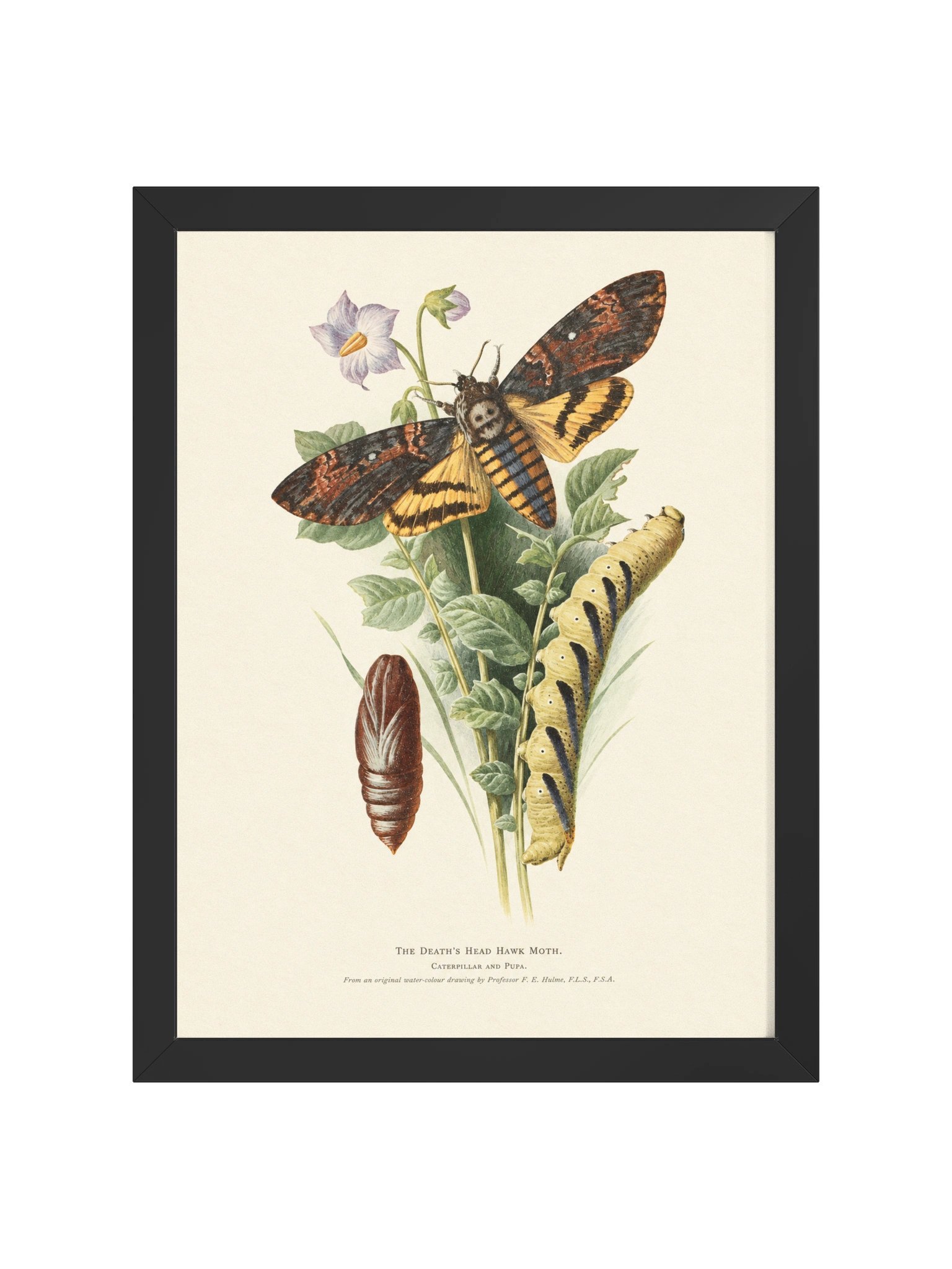Death’s Head Hawk Moth — Restored Vintage Natural History Framed Poster product image (2)