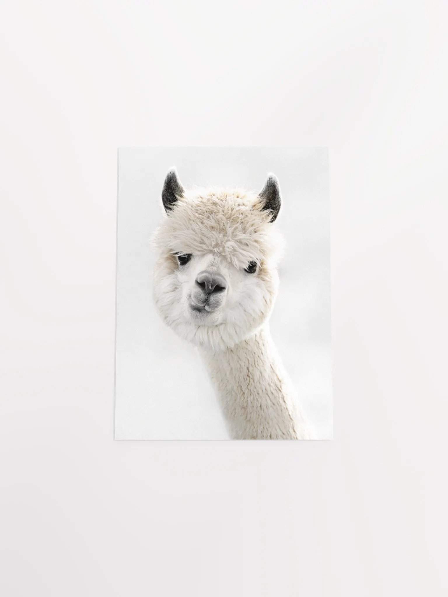 Cream Alpaca Dreams Matte Poster product image (46)