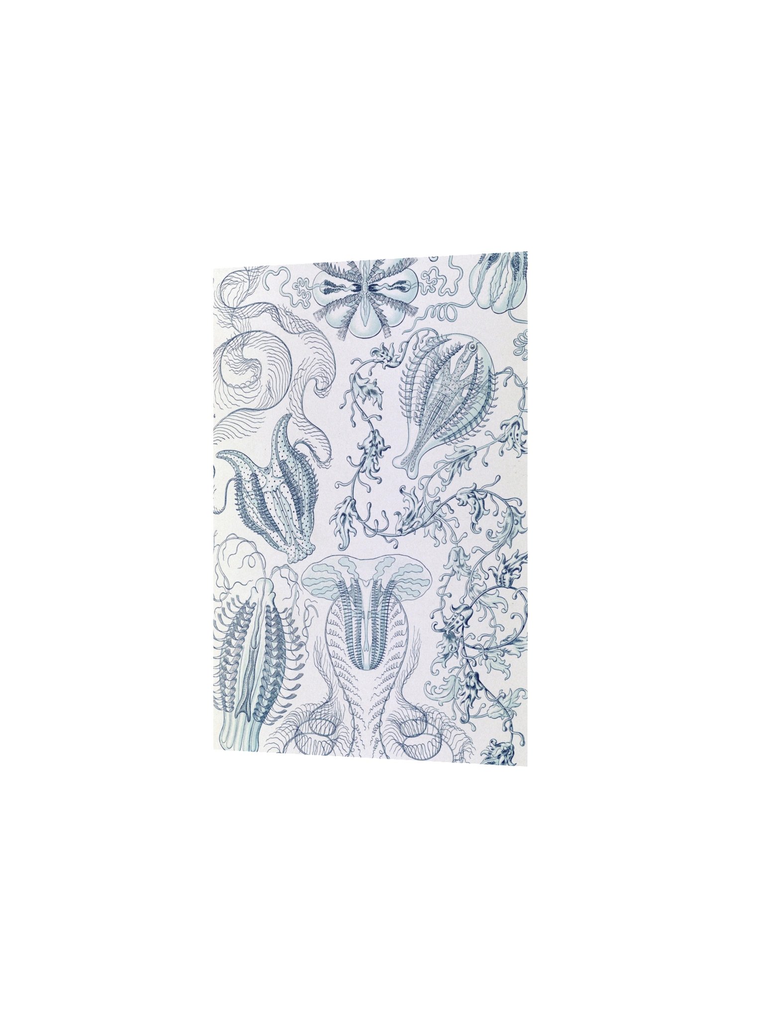 Comb Jellies Antique Marine Life Art Print product image (6)