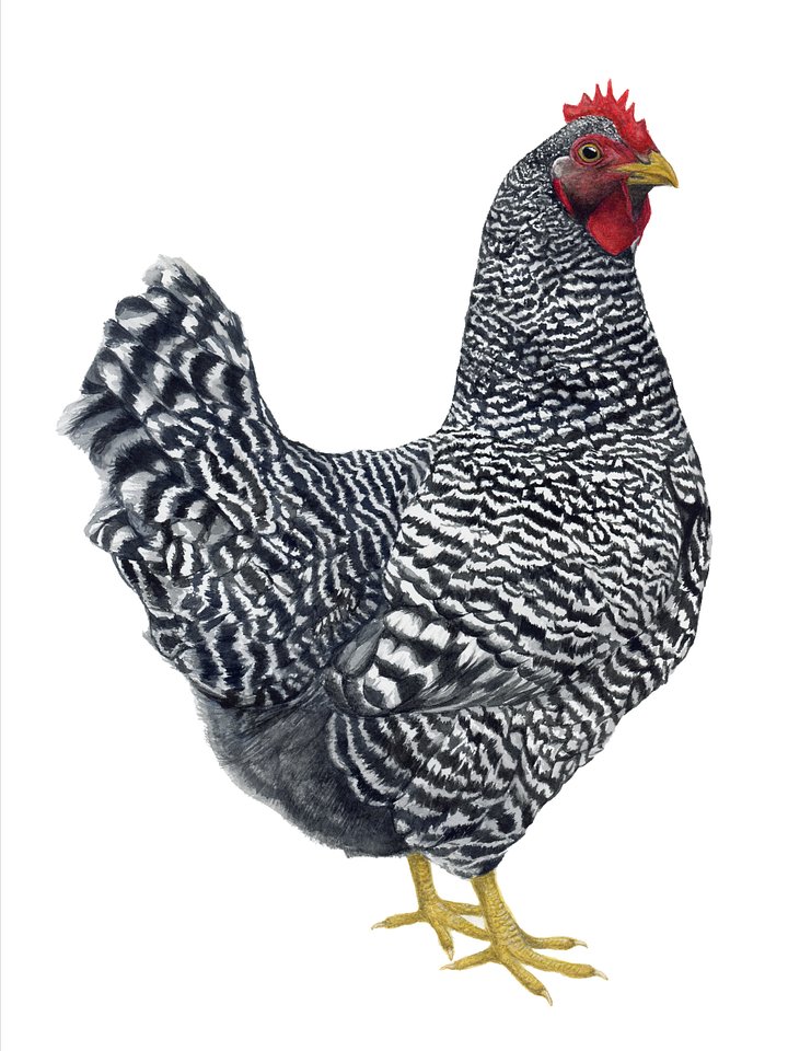 Plymouth Rock Chicken - giclée print product image (1)