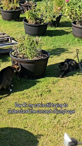 My cat Sam is getting closer to understanding the concept of jump rope, but he still doesn't get that we have to actually jum...