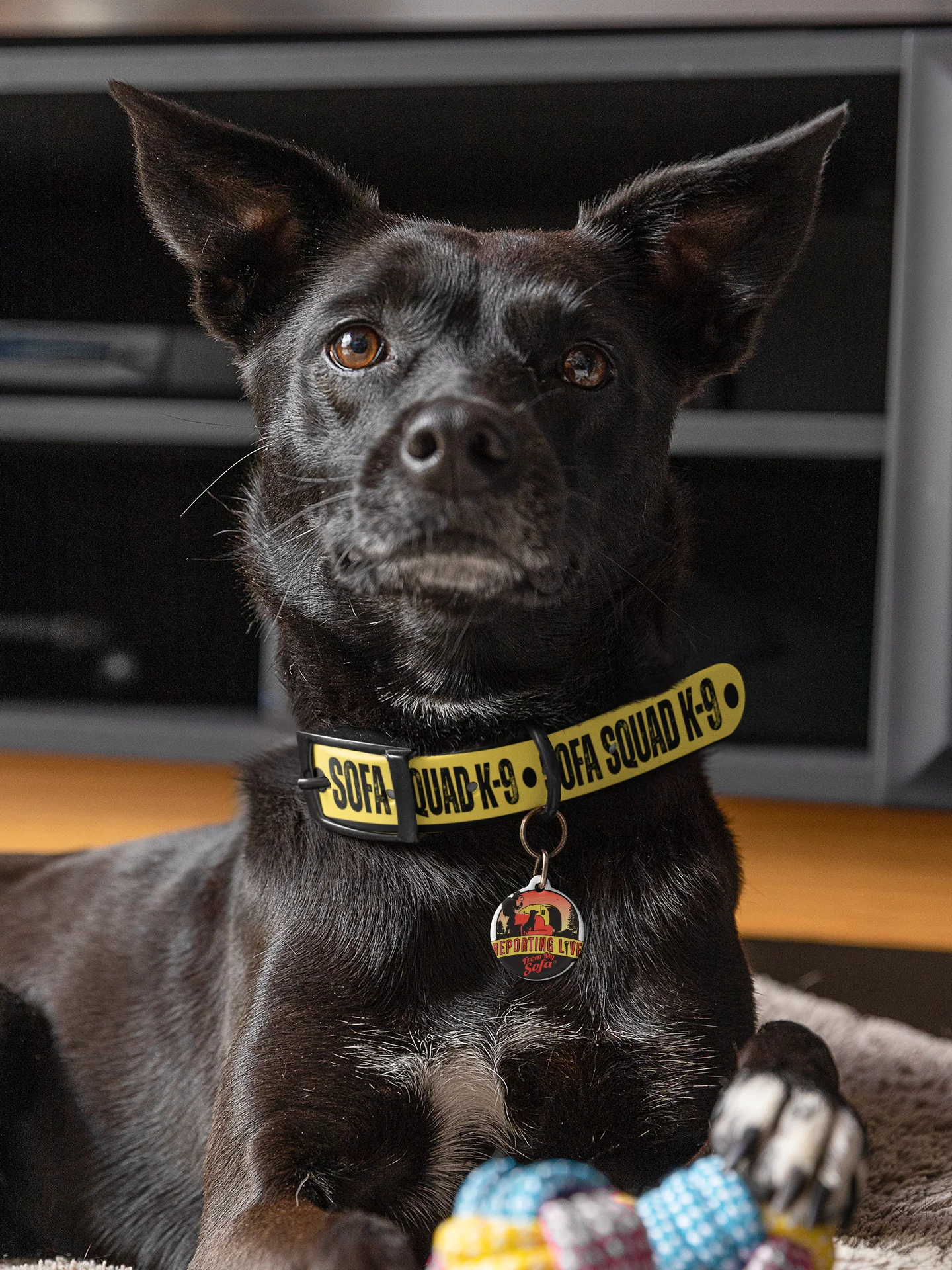 Sofa Squad K-9 Dog Collar product image (9)