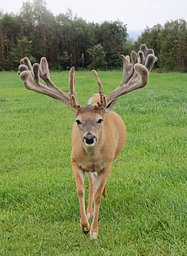 Buck Level 