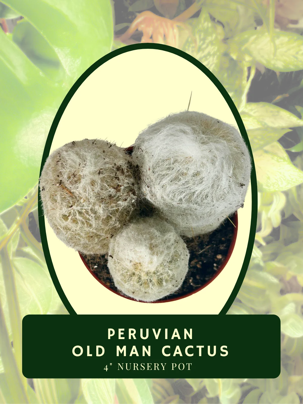 Peruvian Old Man Cactus product image (2)