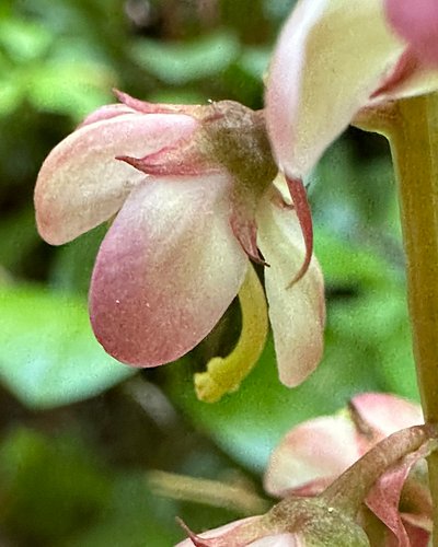 This is a Pyrola asarifolia, Pyrola, in the Ericaceae, the Heath Family. It has the common name Wintergreen; however, many pl...