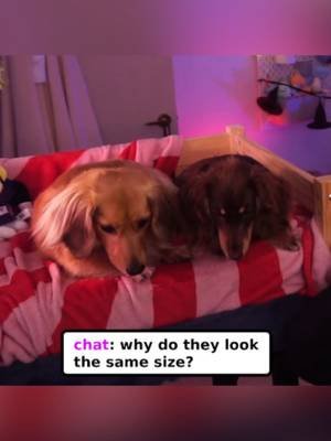 are Pea and Fig the same size? 🤔 #dogs #dachshund #cutedog #cutedogs #pea #fyp