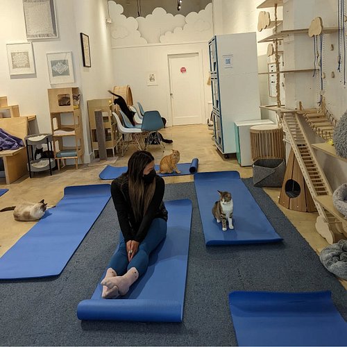 Four years ago!  Getting ready for Purrlates at Kitea cafe in San Francisco. 🩷🩷🩷

#purrlates #adoptdontshop #pilates #catsofi...