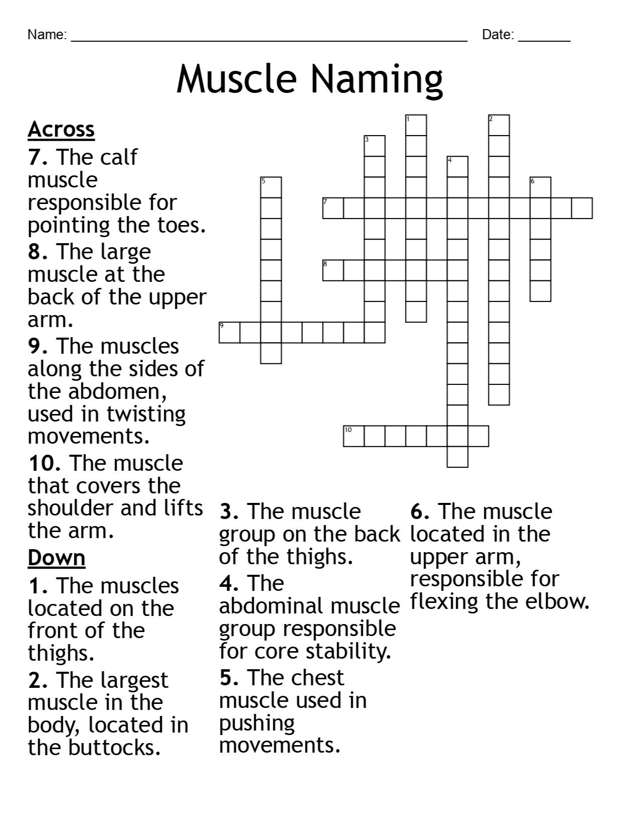 Muscle Naming Crossword Puzzle: Fun Anatomy Activity product image (1)