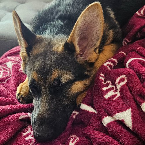 4 months old and completely precious ❤️