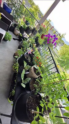 September in the Garden