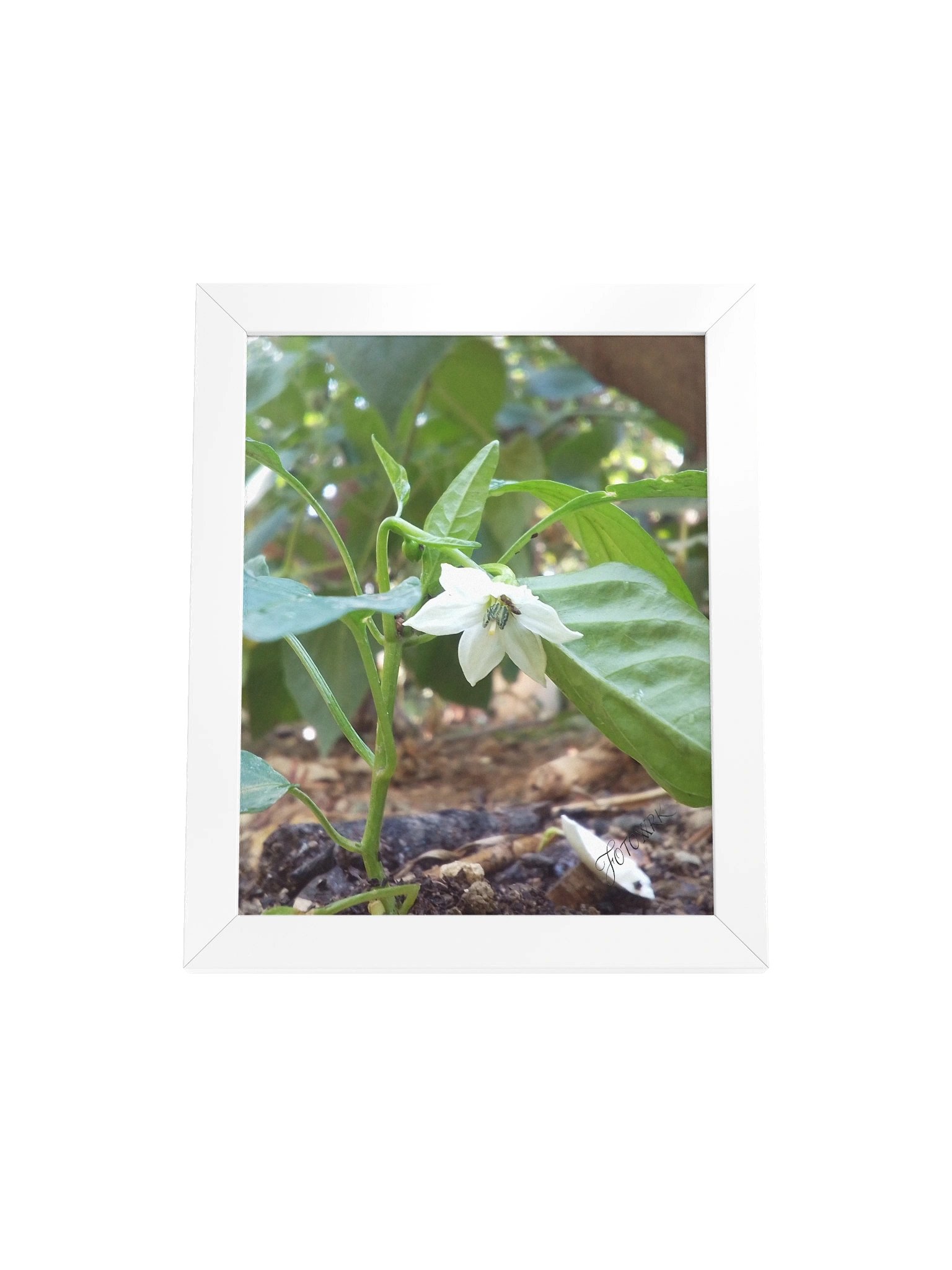 Peper - Matte Poster product image (1)