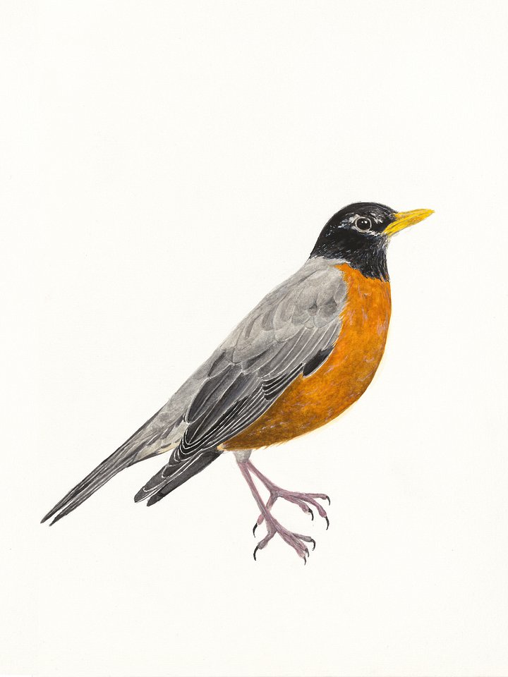 American Robin - giclée print product image (1)