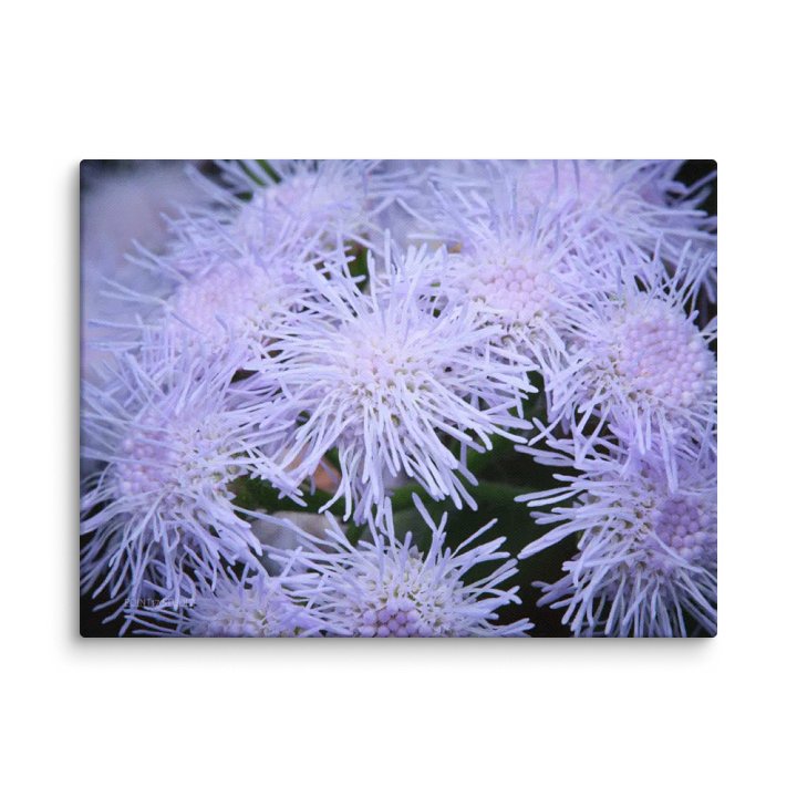 Blue Mistflower - Print On Canvas product image (1)