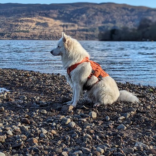 #AlaskanShepherd Nix! Enjoying some 1-1 time at the Loch! 🥰🐺