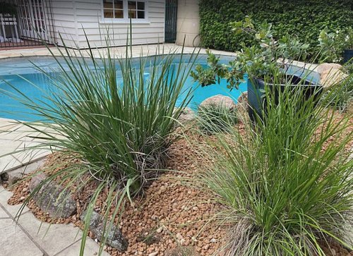 Gardening should be rewarding, not demanding. ✨ Meet Lomandra: the drought-tolerant, 