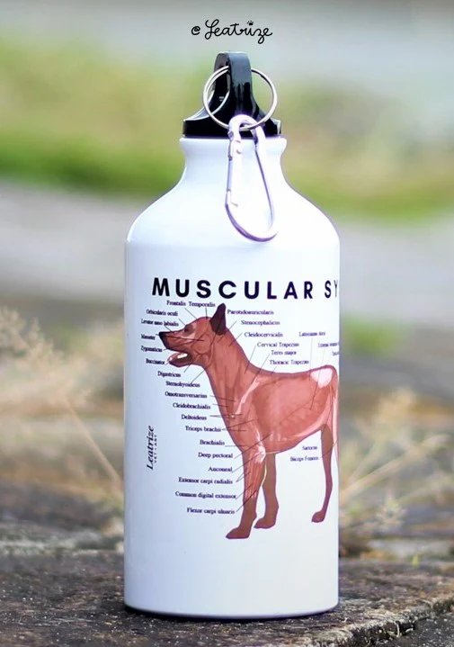 Canine Body System Sports Jugs product image (5)