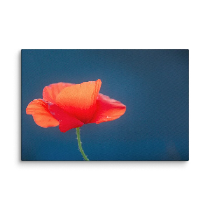 Delicate Beauty Canvas Print product image (2)