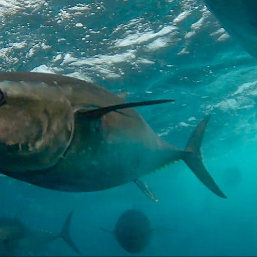 Inside a tuna bust 
https://youtube.com/shorts/qz3bszigOHQ

2026 Tuna Season ;) 

Working with Matt on PW52 

watch this space !