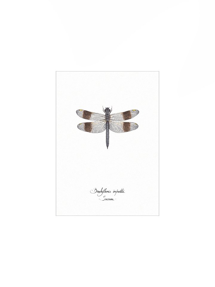 Brachythemis Impartita • Print product image (2)