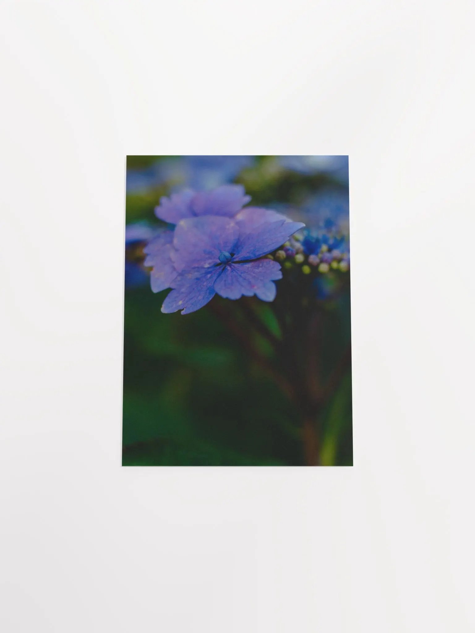 Blooming In The Sun product image (4)