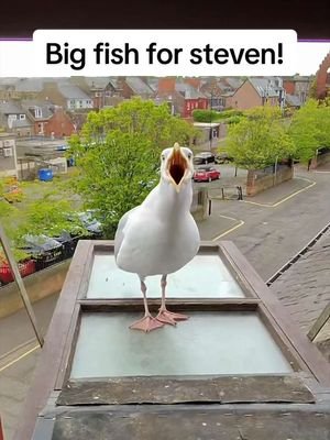 BIG FISH BIG FISH BIG FISH!! #fyp #foryou #seagull #feedingsteven #birds