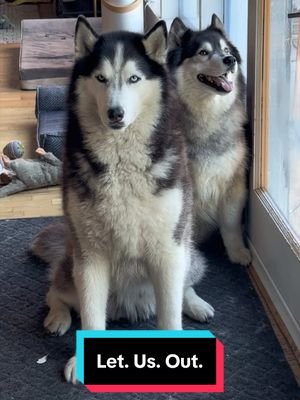 Born to supervise. Forced to sit on the sidelines. 🐺😖😉 #siberianderpskies #husky #siberianhusky #dogsoftiktok #huskiesoftiktok 