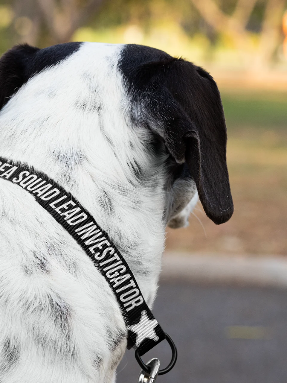 Sofa Squad Lead Investigator Dog Collar product image (4)