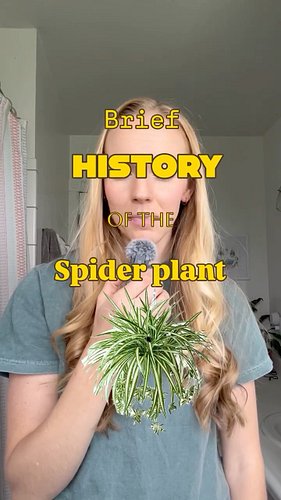 Learn more about spider plants on Ep. 187 of the Plant School podcast! 

#houseplantcommunity #houseplantsofinstagram #plants...