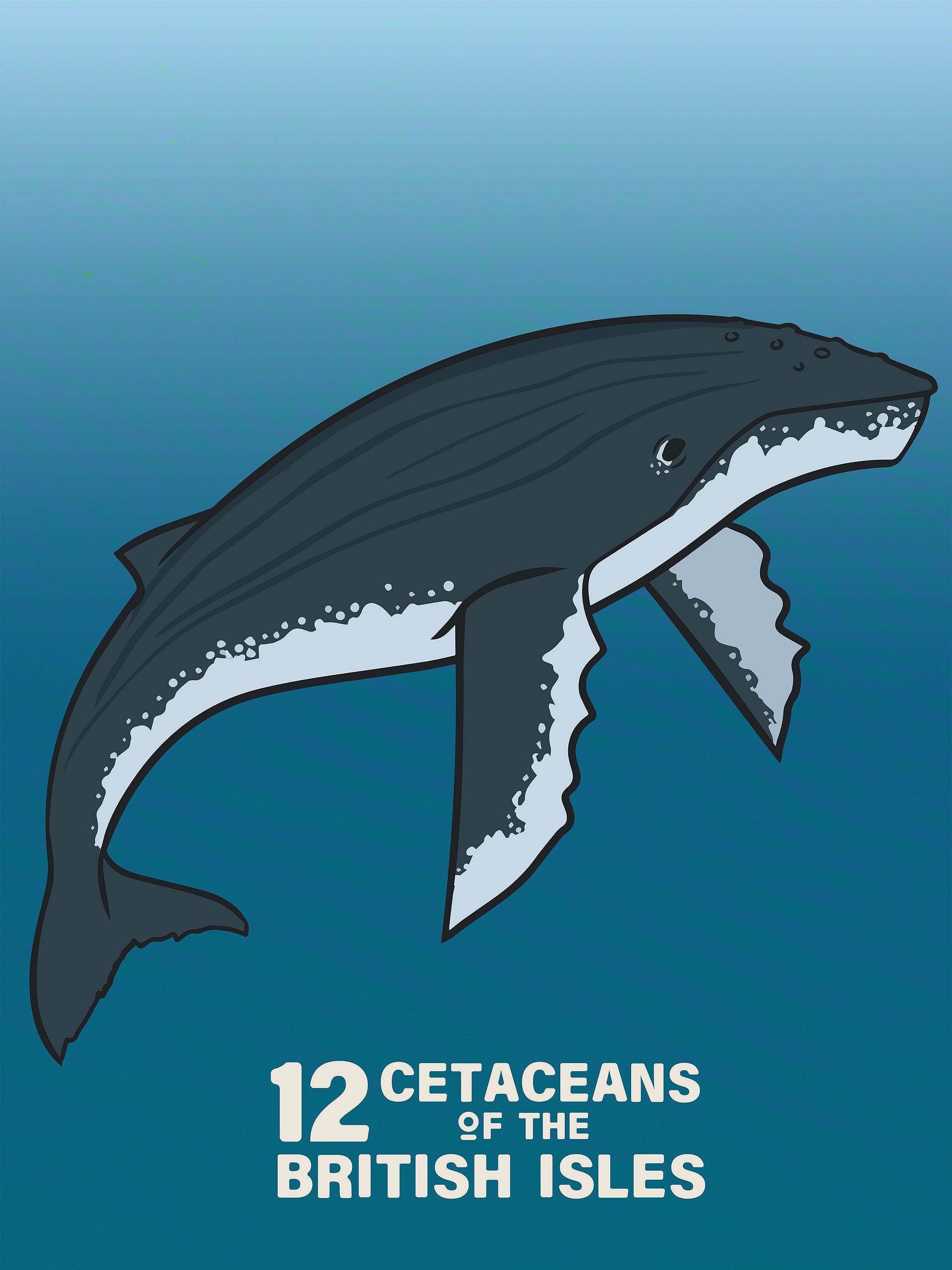 12 Cetaceans of the British Isles product image (5)