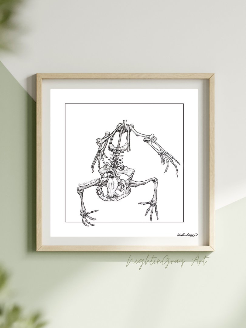 Frog Skeleton - Fine Art Print product image (1)