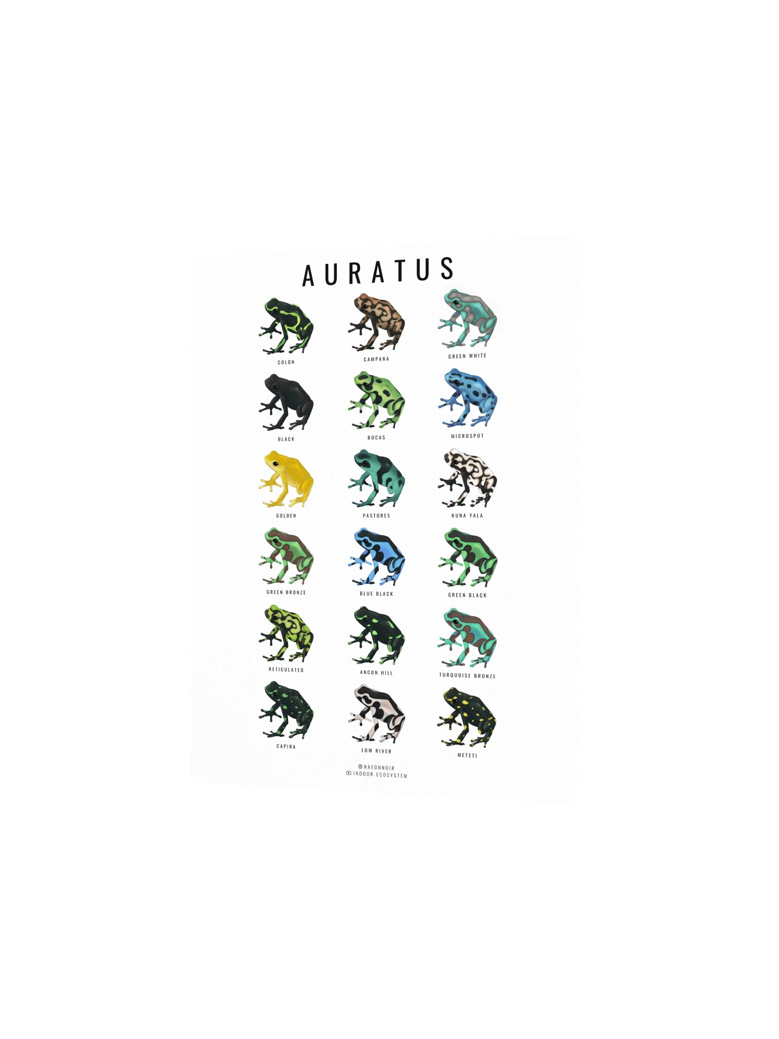 AURATUS DART FROG POSTER (WHITE) product image (2)