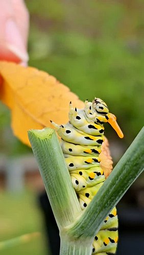 My Black Swallowtail caterpillar clip + this baby goat audio = 🤣 (it lined up perfectly AGAIN)

That bright orange forked thi...