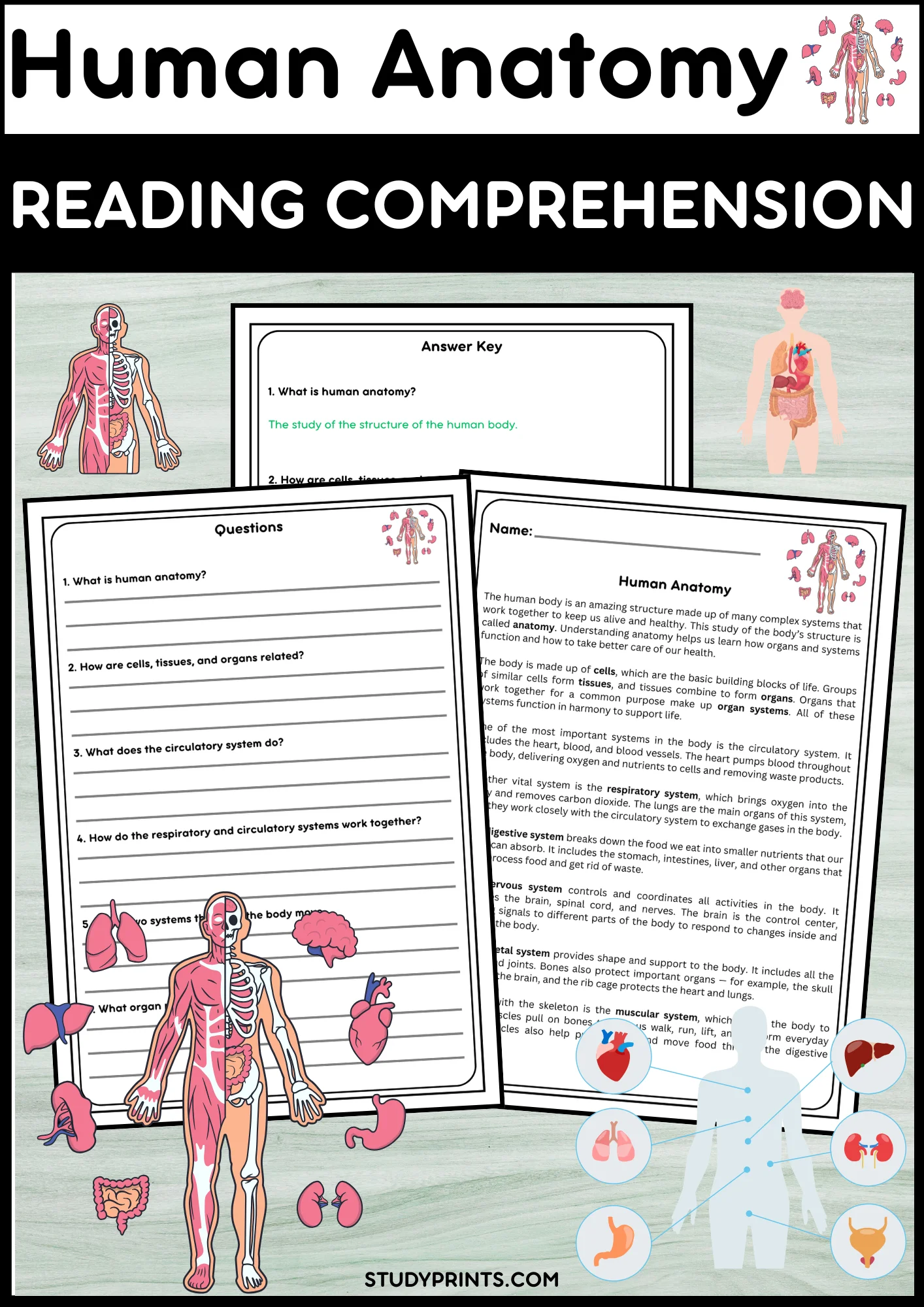 Human Anatomy Reading Comprehension Passage with Questions & Answers product image (1)