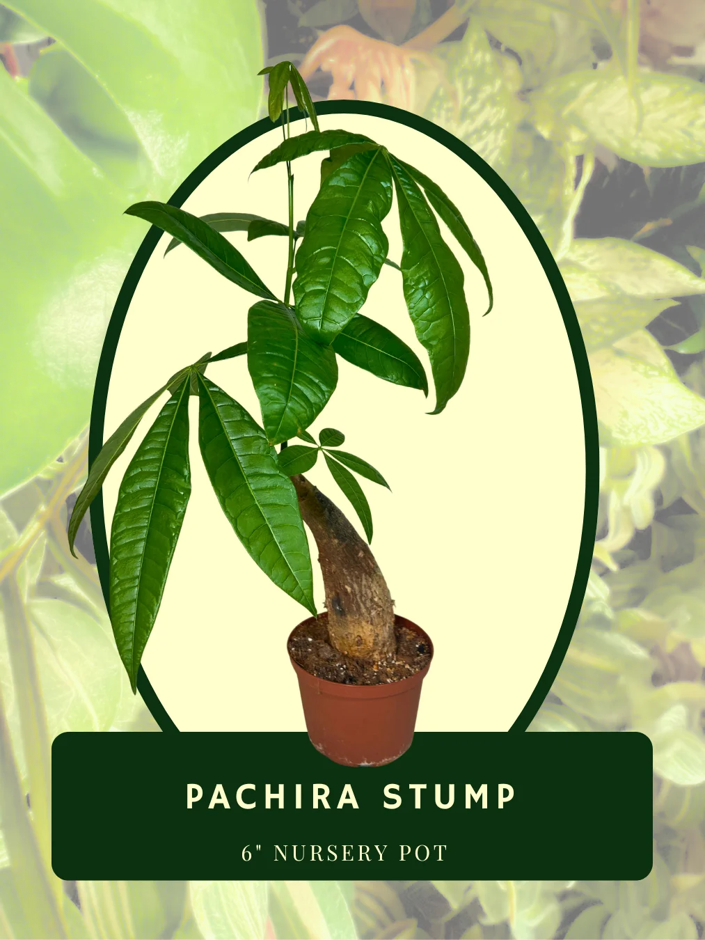 Pachira Stump product image (1)