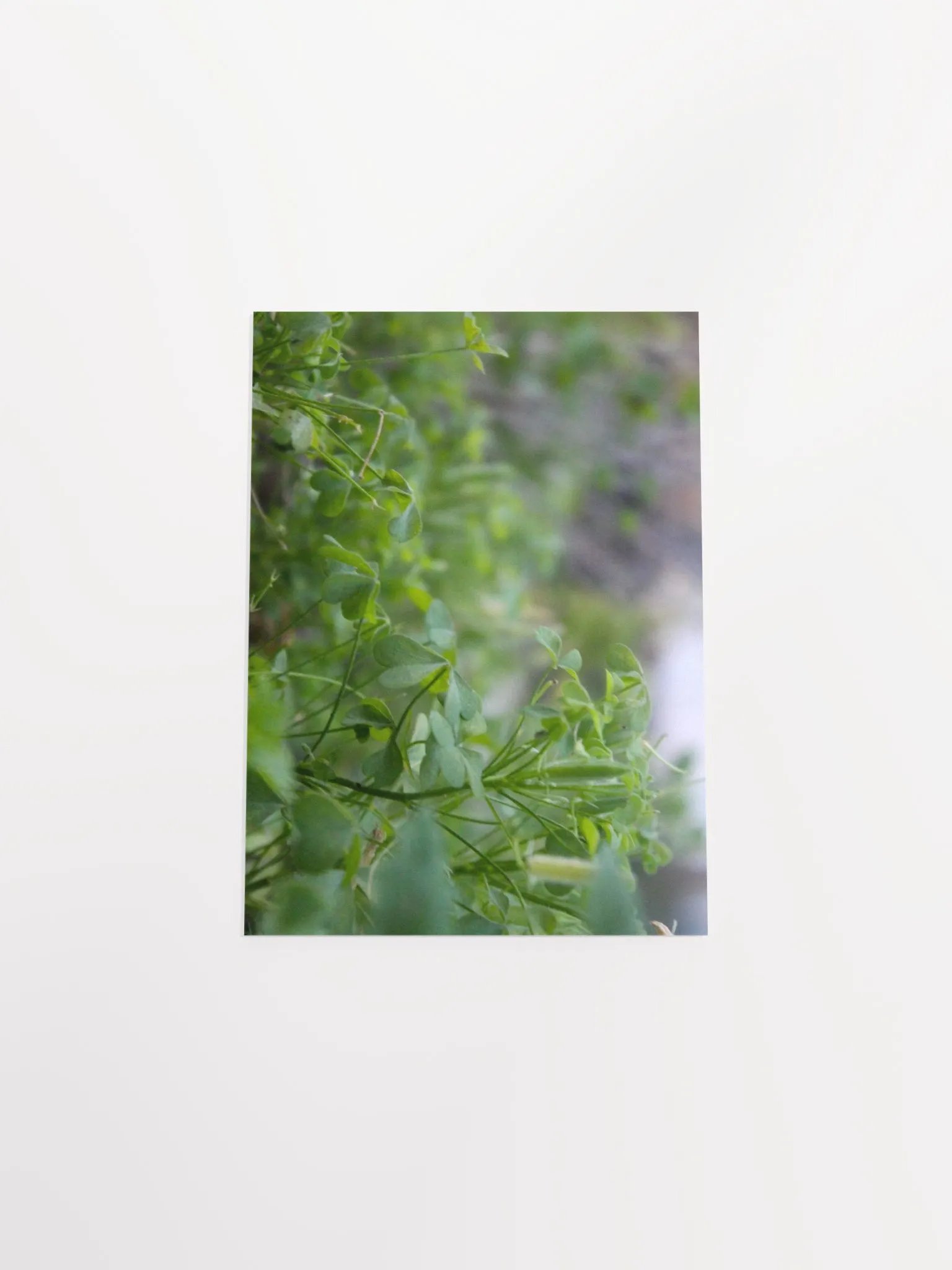 A Study in Flowers 7 product image (39)