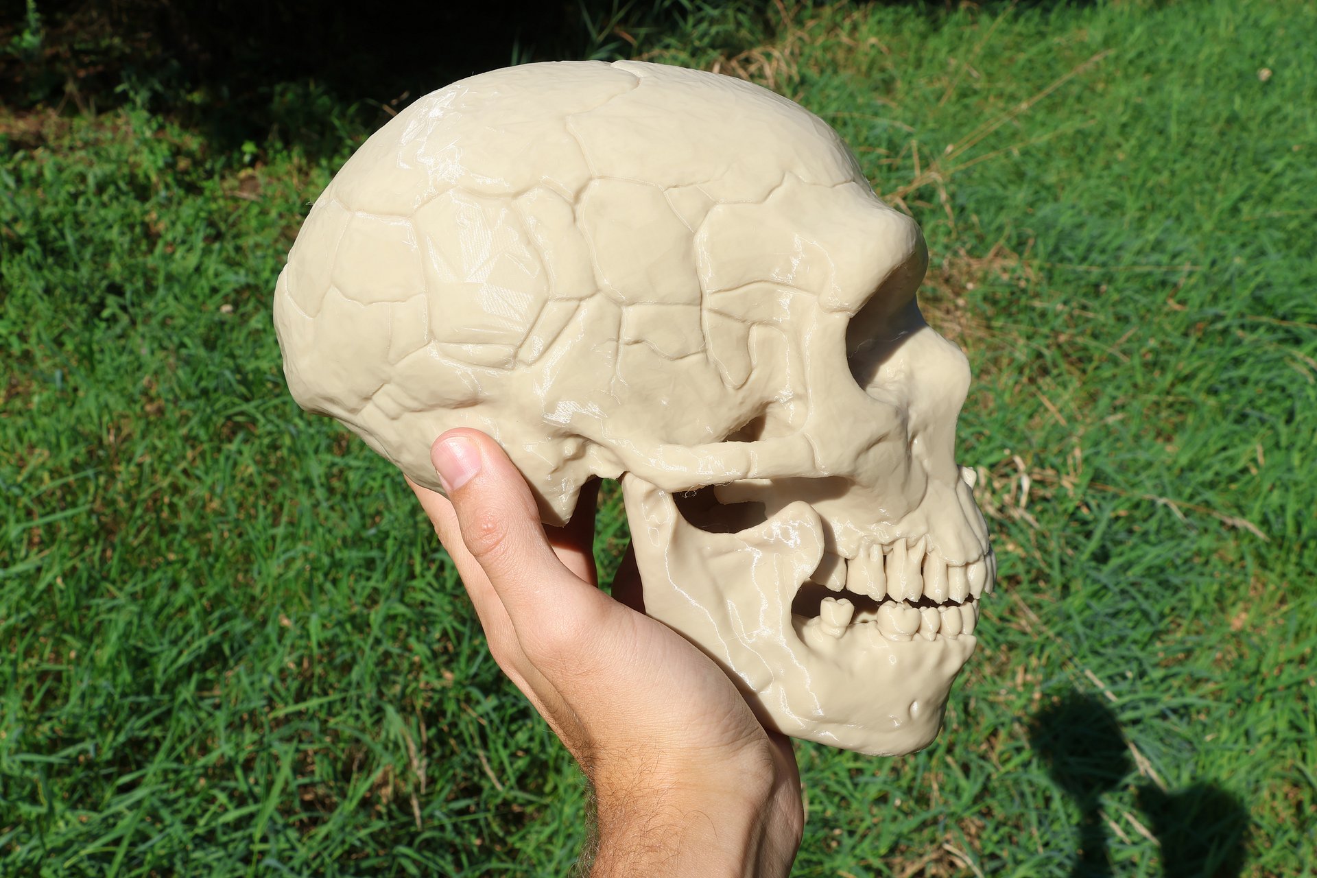 Neanderthal Skull Replica Unpainted product image (3)