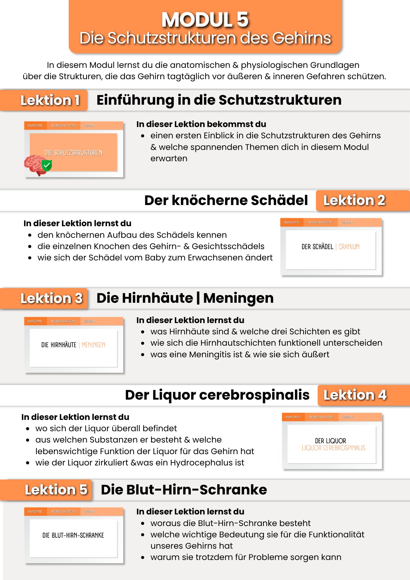 Das Gehirn | der Grundlagenkurs product image (7)