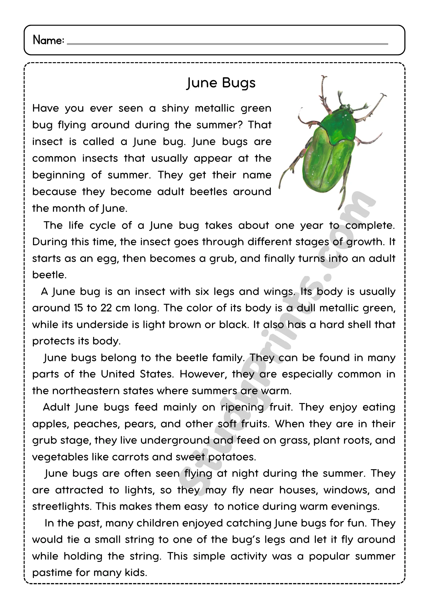June Bugs Reading Comprehension Passage and Questions | Printable PDF product image (2)
