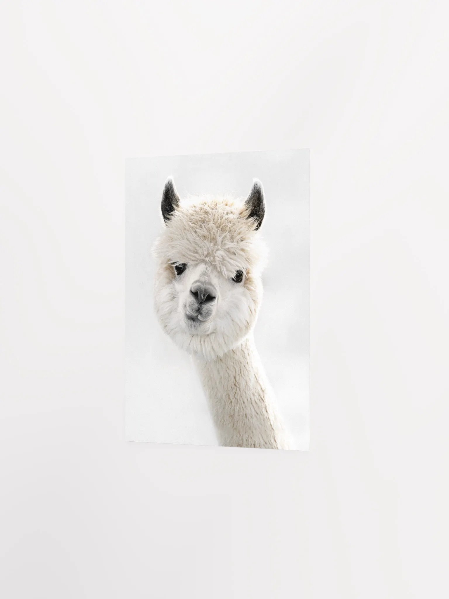 Cream Alpaca Dreams Matte Poster product image (24)